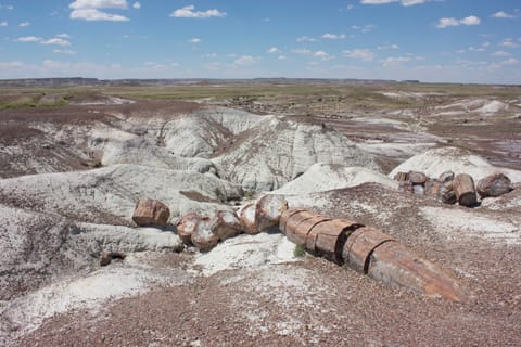 Petrified wood in this desolate landscape has been fossilized and turned to stone. 