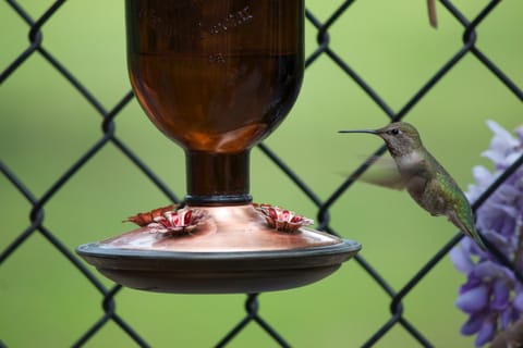 Green hummingbird hovering at a backyard feeder. 