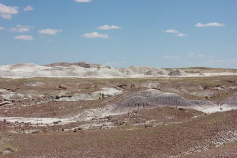 Petrified wood in this desolate landscape has been fossilized and turned to stone. 