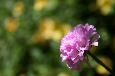 Closeup of a pink flower on a green and yellow background.