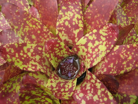 Closeup of red and yellow leaves or petals of a tropical plant. 