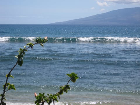 Flowers near Ka'anapali Beach. Lana'i island in the distance.