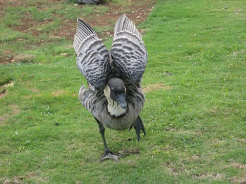 Nene, or Hawaiian goose. The official state bird. This one was very friendly and came close, showing off and looking for a handout. 