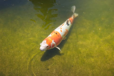 A white, orange and black koi fish in a shallow green pond.