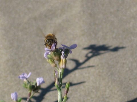 A bee hovering over a purple flower at the beach in Morro Bay, California.
