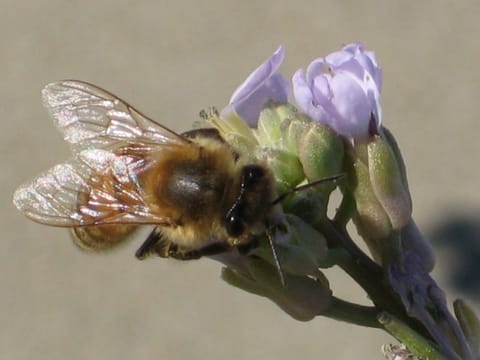 Macro shot of a bee on a purple flower. 