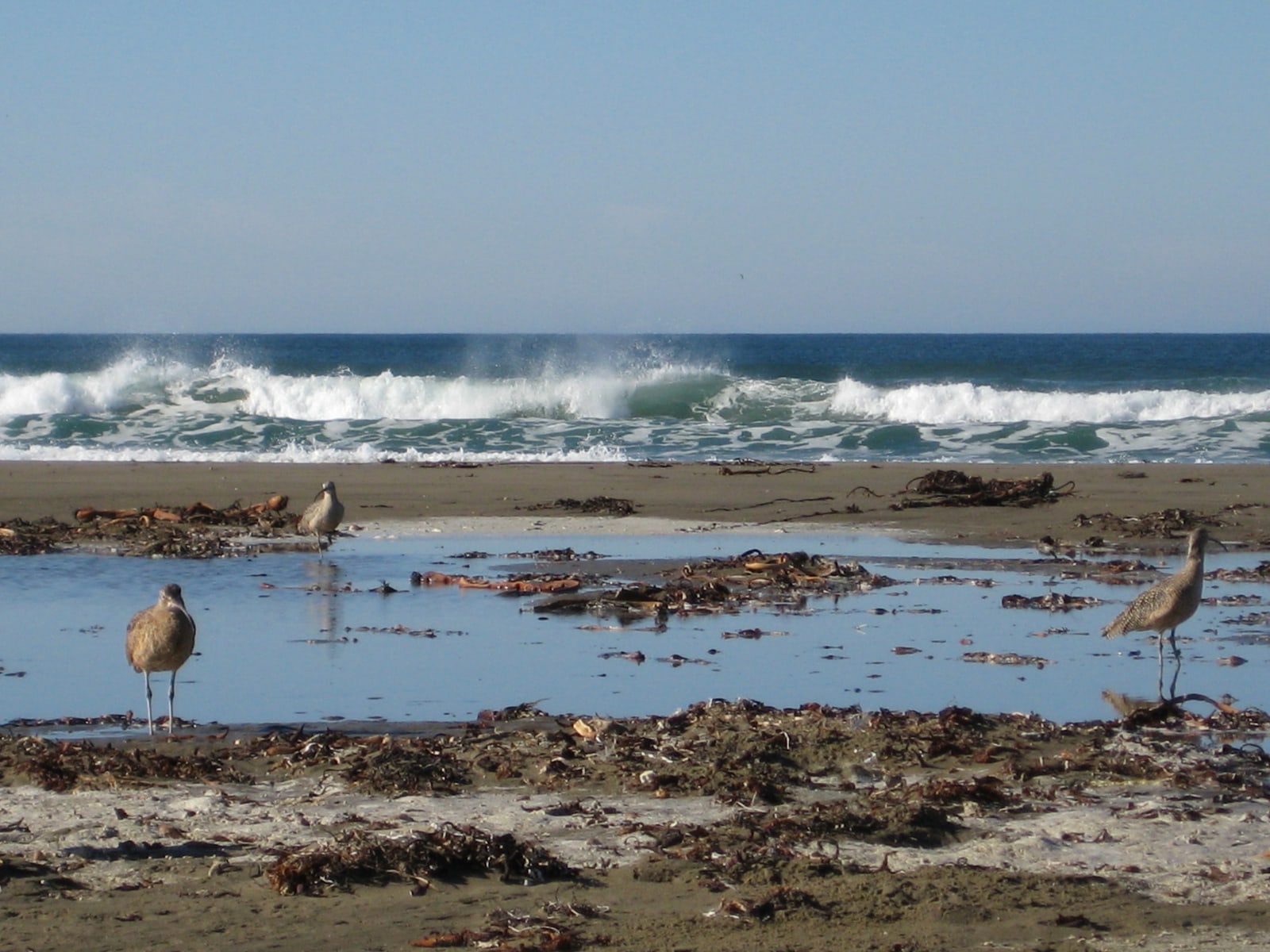 Seabirds in Morro Bay, California. (If anyone knows the species, please let me know and I'll add the info!)