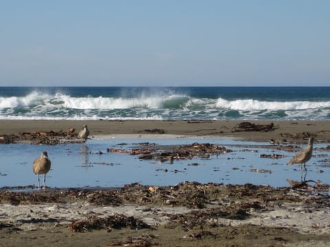 Seabirds in Morro Bay, California. (If anyone knows the species, please let me know and I'll add the info!) 