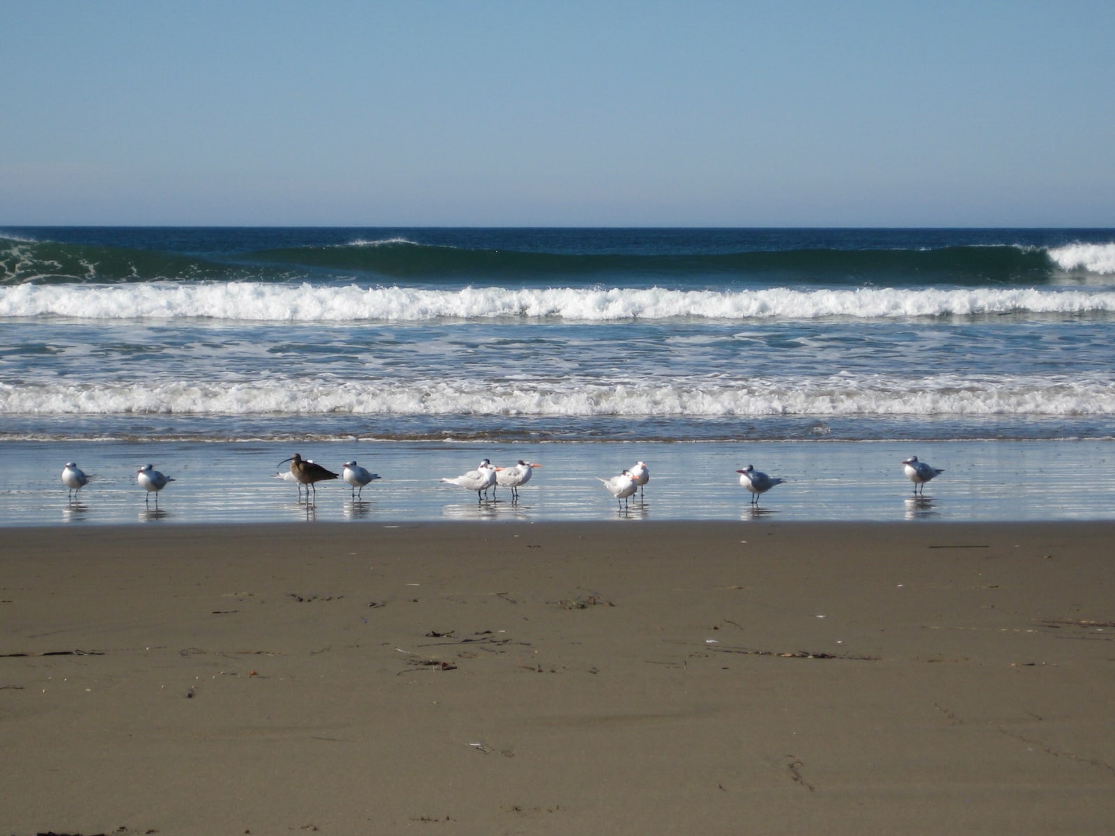 Seabirds at Morro Bay, California. (If anyone knows the species, please let me know and I'll add the info!)