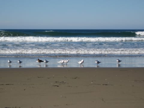 Seabirds at Morro Bay, California.  (If anyone knows the species, please let me know and I'll add the info!) 