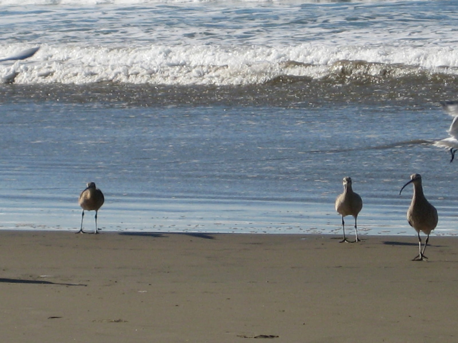 Seabirds at Morro Bay, California.