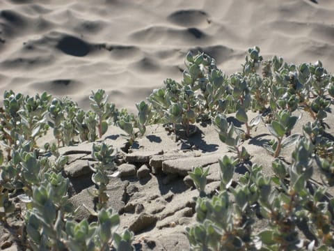 Succulent plants growing in the beach sand in Morro Bay, California.