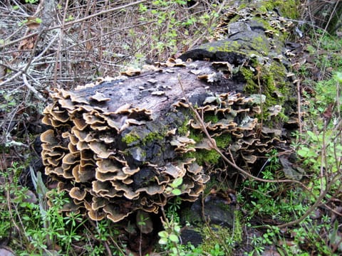 Orange and brown fungus growing on a fallen tree trunk. 