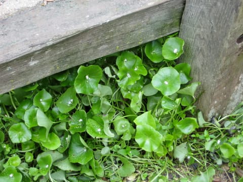 Miner's Lettuce.