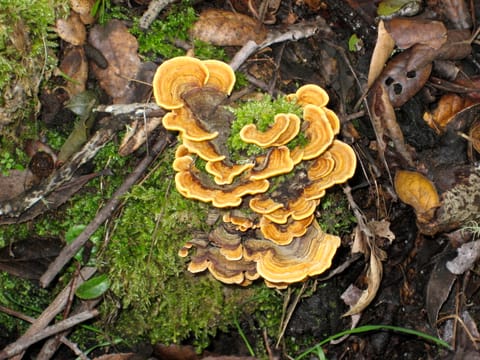 Orange and brown fungus growing with green moss among the forest detritus. 
