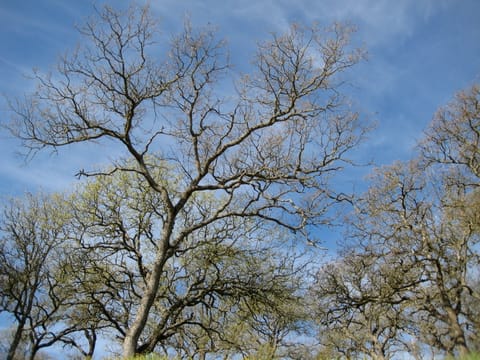 Trees reaching for the sky.