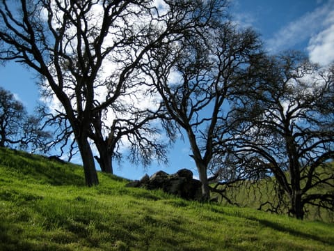 Trees on a hill in Pacheco State Park, California. 