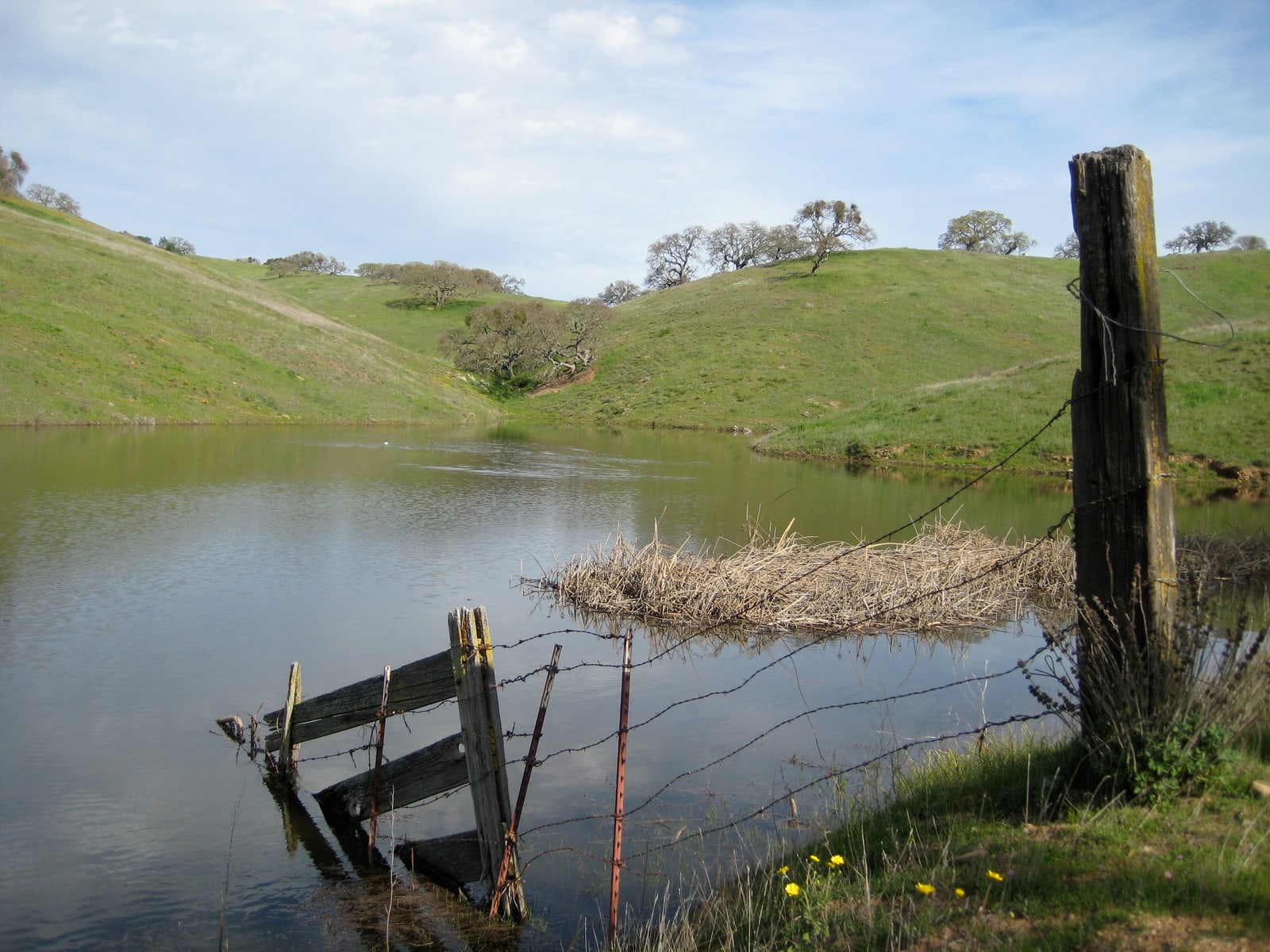 Remnants of a fence falling into Dinosaur Lake in Pacheco State Park, California.
