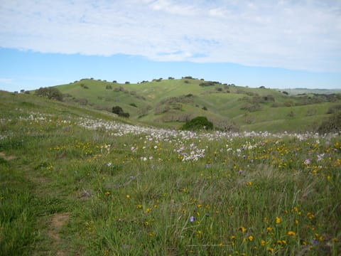 Beautiful hills and wildflowers in Pacheco State Park, California.