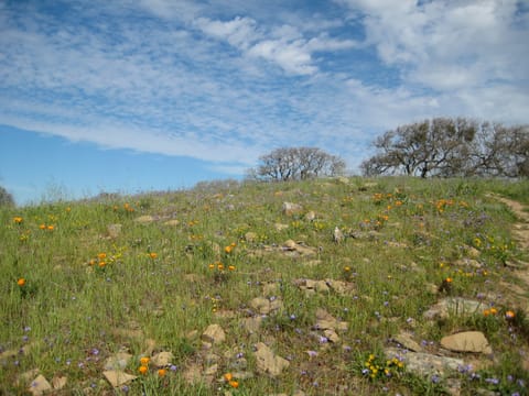 Orange poppies alongside purple and yellow wildflowers on a hill in Pacheco State Park, California.