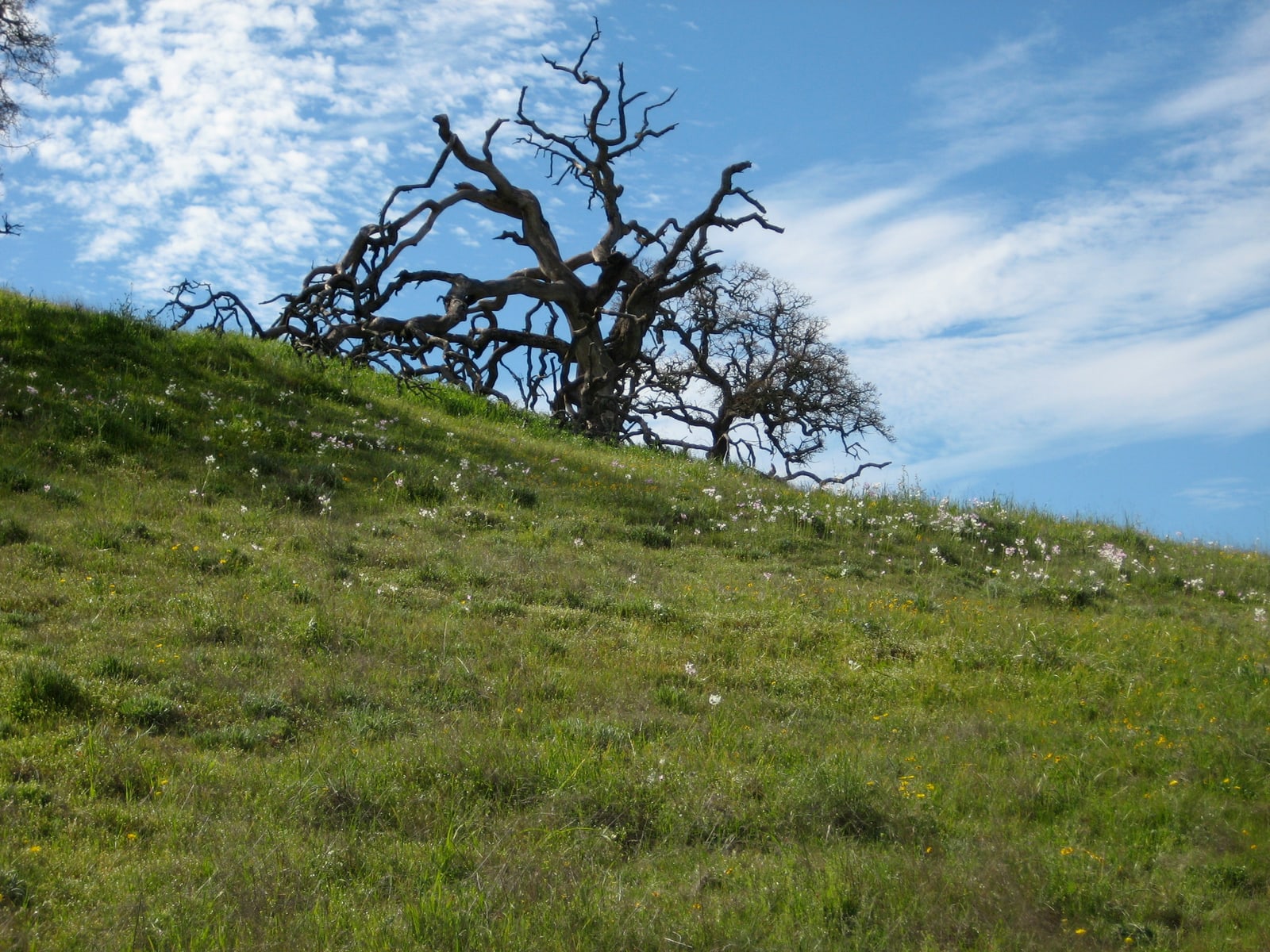 White wildflowers lead the way up a green hill to a gnarled tree against a bright sky in Pacheco State Park, California.