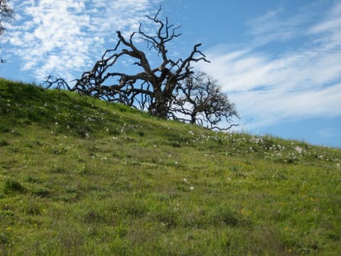 White wildflowers lead the way up a green hill to a gnarled tree against a bright sky in Pacheco State Park, California. 