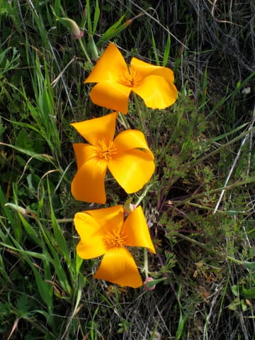 Bright orange California poppies.