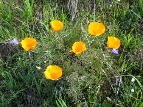 Bright orange California poppies. 