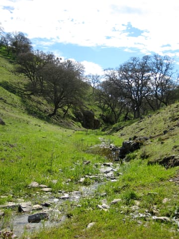 Green tree-dotted hills converge to form a small stream valley in Pacheco State Park, California. 