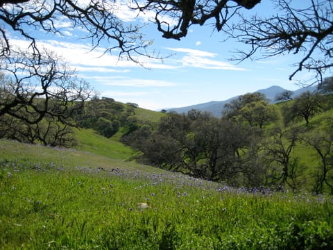 Purple wildflowers dot a hillside in Pacheco State Park, California.