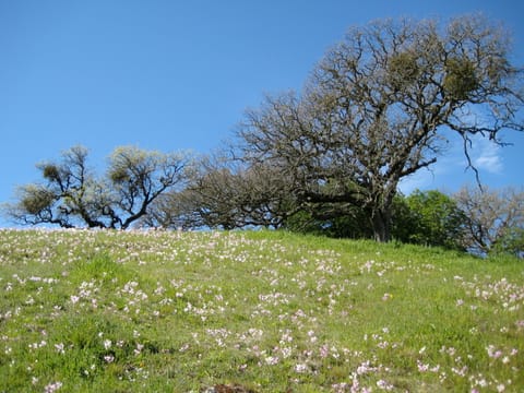 Pink and white wildflowers grace a tree-lined hill in Pacheco State Park, California.