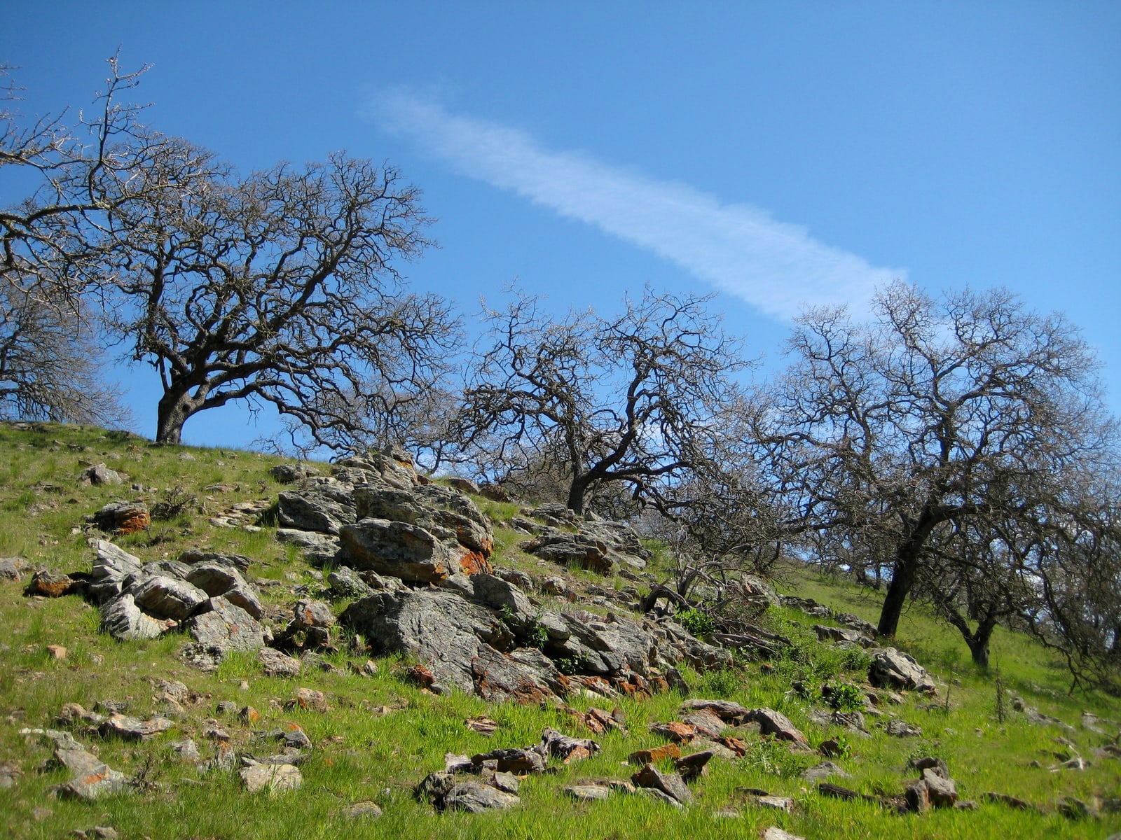 Ancient stones and gnarled trees share a grassy hillside in Pacheco State Park, California.