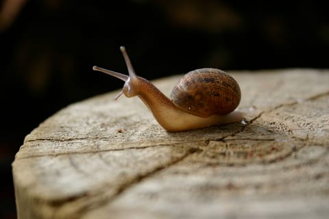 A snail -- or, as I like to call them, a snailien -- shows off translucent skin. 