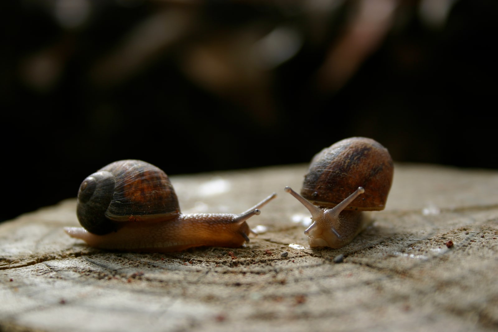 A pair of snails meet on a wood post.