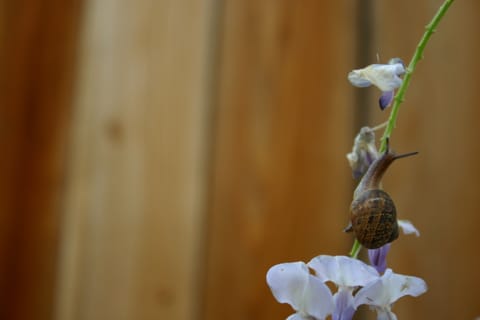 A snail climbs a purple wisteria plant.