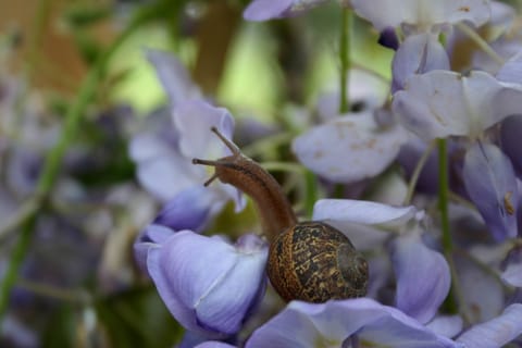 A snail checks out the purple wisteria flowers.