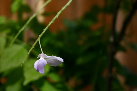 A lone purple wisteria flower.