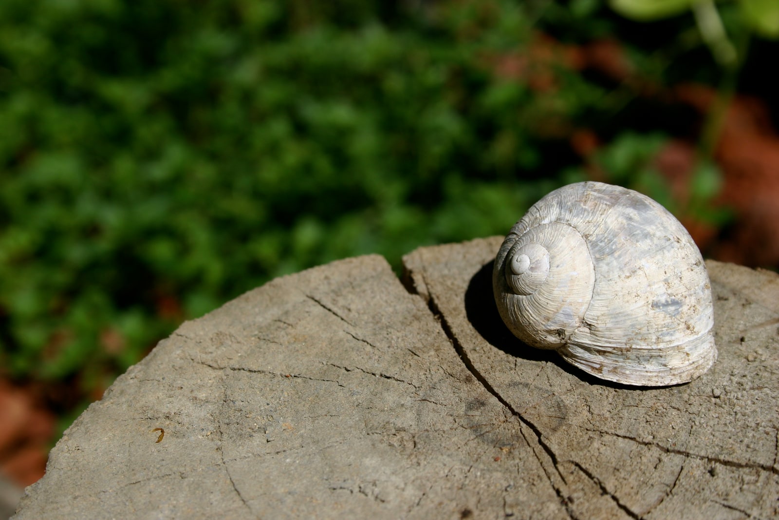 An empty sun-bleached snail shell.