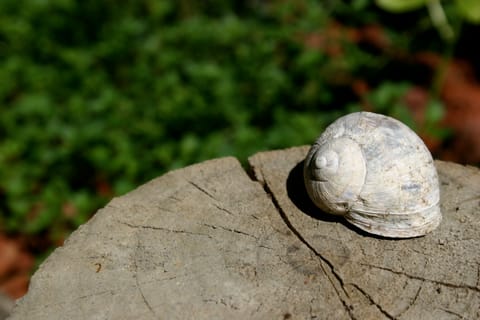 An empty sun-bleached snail shell. 