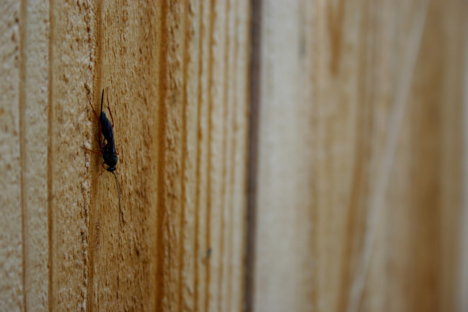 A black and purple wasp-like creature with red legs and a long stinger or ovipositor (egg-laying organ). Possibly a female Ichneumon wasp -- Pimpla? If someone knows for sure, I'd love to be enlightened!