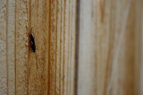 A black and purple wasp-like creature with red legs and a long stinger or ovipositor (egg-laying organ). Possibly a female Ichneumon wasp -- Pimpla?  If someone knows for sure, I'd love to be enlightened!