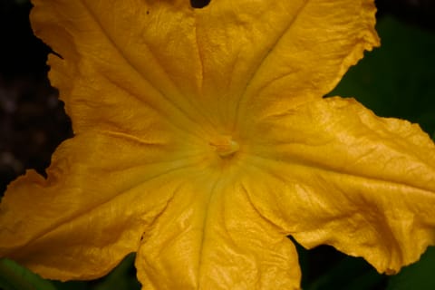 Giant yellow flower on a zucchini plant.