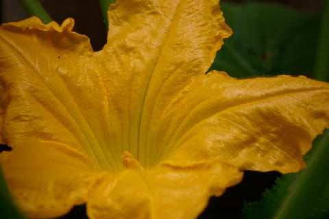 Giant yellow flower on a zucchini plant.