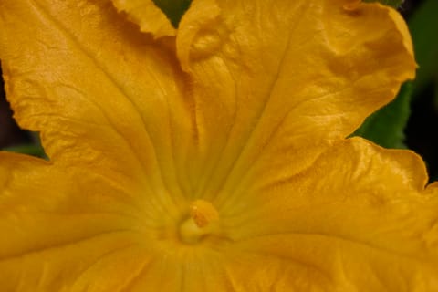 Giant yellow flower on a zucchini plant.