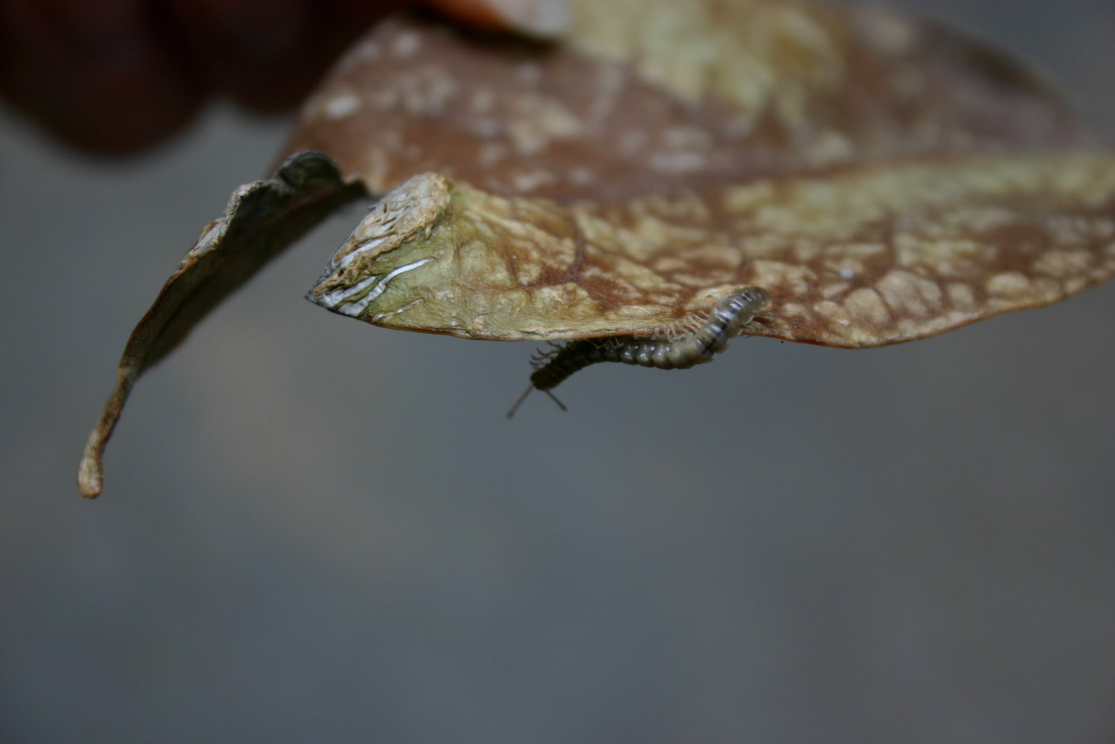 Millipede on a dead leaf.