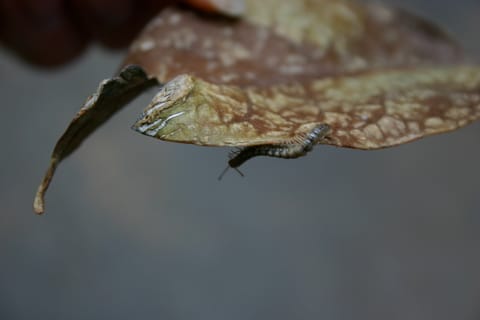 Millipede on a dead leaf. 
