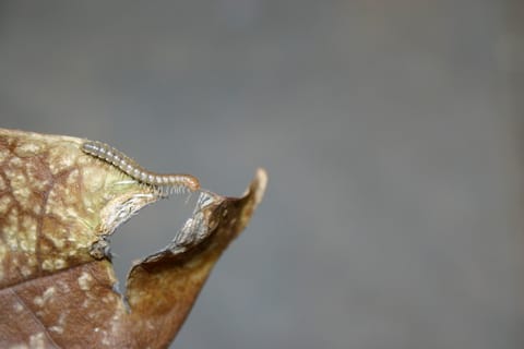 Millipede on a dead leaf.