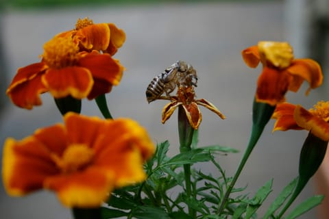 A shed cicada skin among orange Marigold flowers.