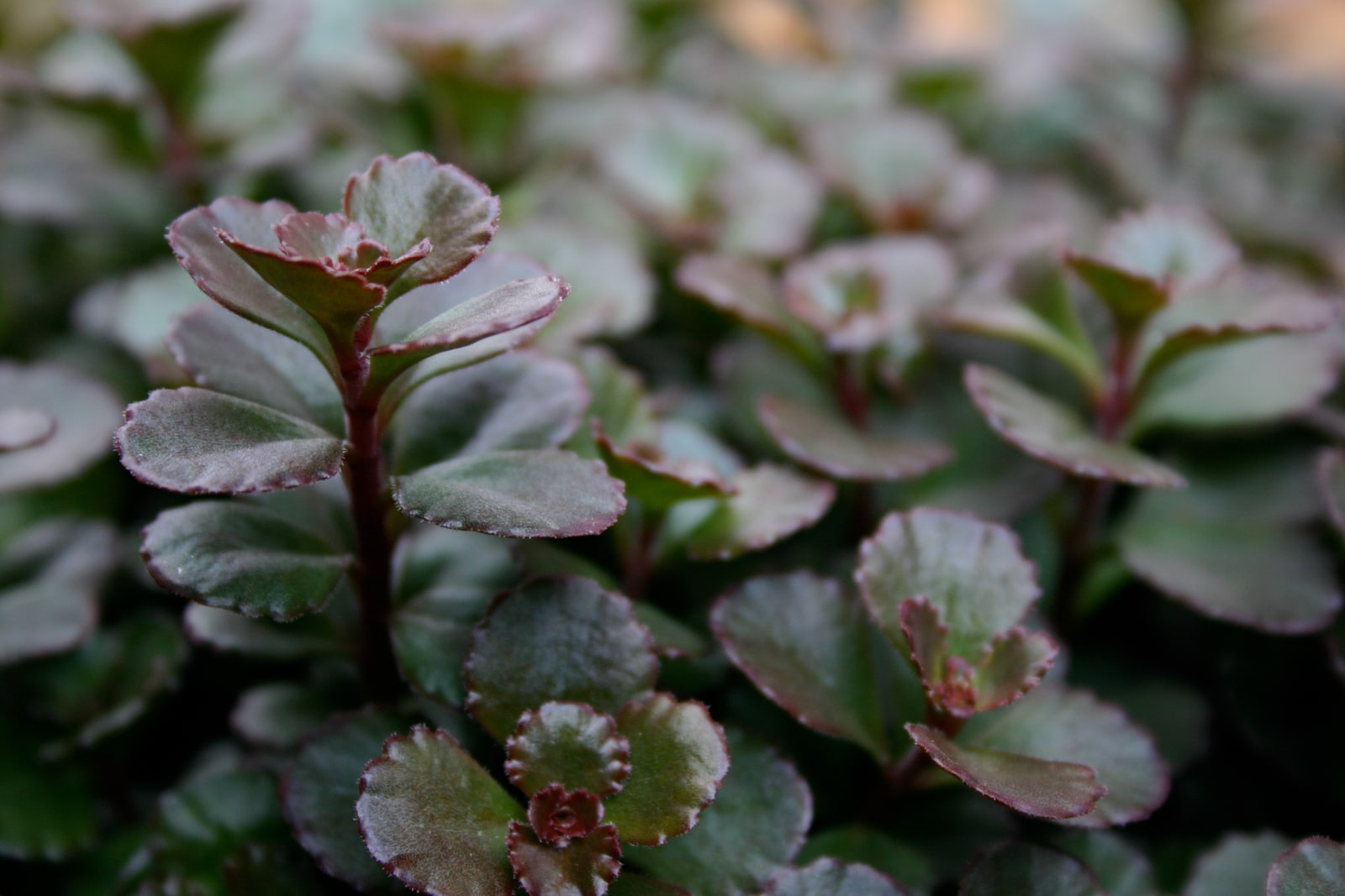 A dark red and green succulent groundcover plant, Sedum spurium, AKA Bronze Carpet Stonecrop.