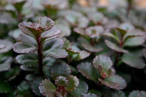 A dark red and green succulent groundcover plant, Sedum spurium, AKA Bronze Carpet Stonecrop. 